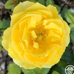 Soaring To Glory>Heirloom Roses Best
