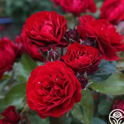 Songs Of Praise™>Heirloom Roses Hot
