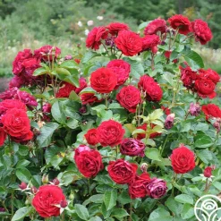 Songs Of Praise™>Heirloom Roses Hot