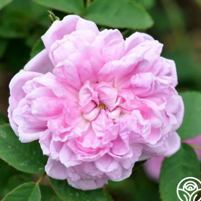 Soupert et Notting>Heirloom Roses Outlet