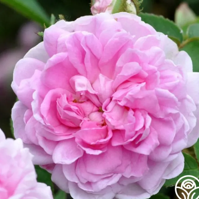 Soupert et Notting>Heirloom Roses Outlet