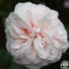 Souvenir de La Malmaison>Heirloom Roses Sale