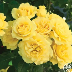 Sparkle & Shine™>Heirloom Roses Clearance