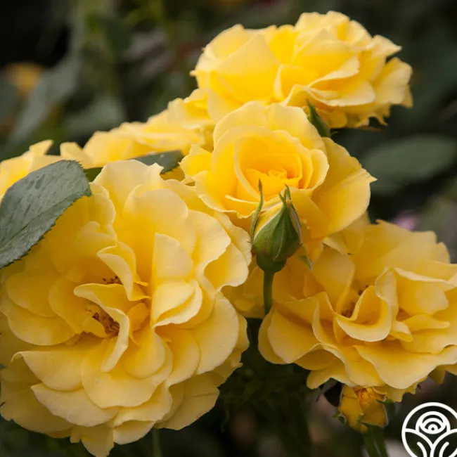 Sparkle & Shine™>Heirloom Roses Clearance
