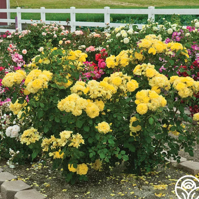 Sparkle & Shine™>Heirloom Roses Clearance