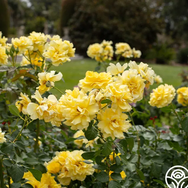 Sparkle & Shine™>Heirloom Roses Clearance