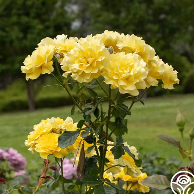 Sparkle & Shine™>Heirloom Roses Clearance