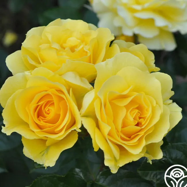 Sparkle & Shine™>Heirloom Roses Clearance