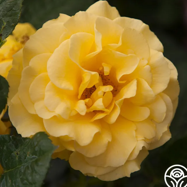 Sparkle & Shine™>Heirloom Roses Clearance