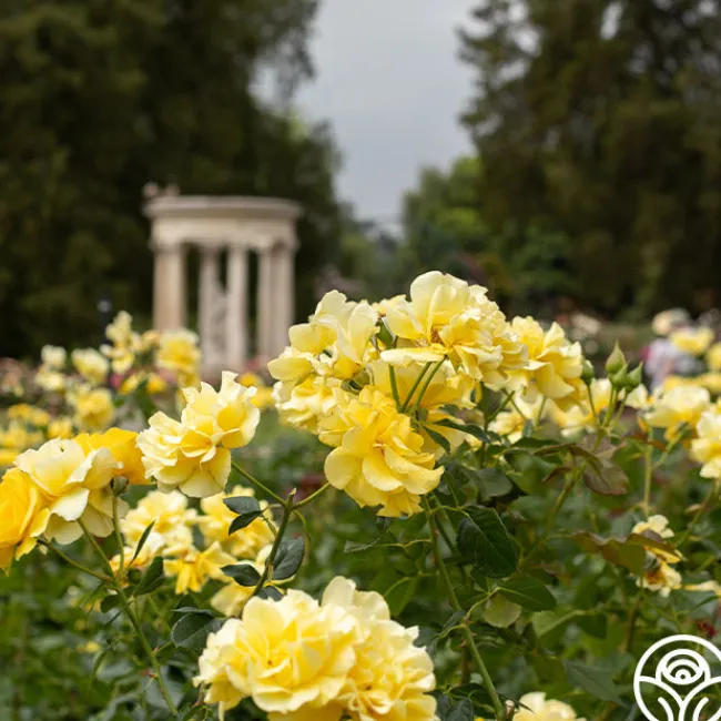 Sparkle & Shine™>Heirloom Roses Clearance
