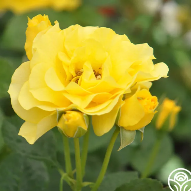 Sparkle & Shine™>Heirloom Roses Clearance