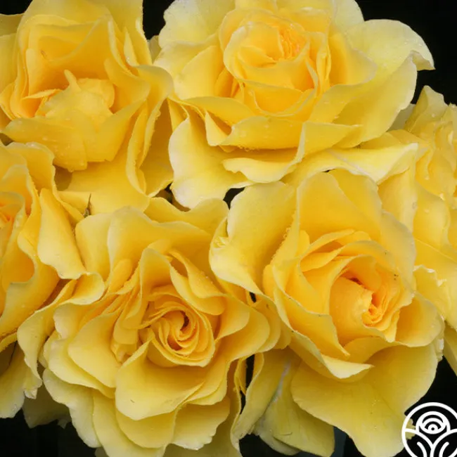 Sparkle & Shine™>Heirloom Roses Clearance