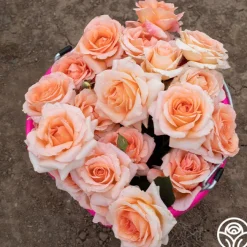 Special Occasion>Heirloom Roses Outlet