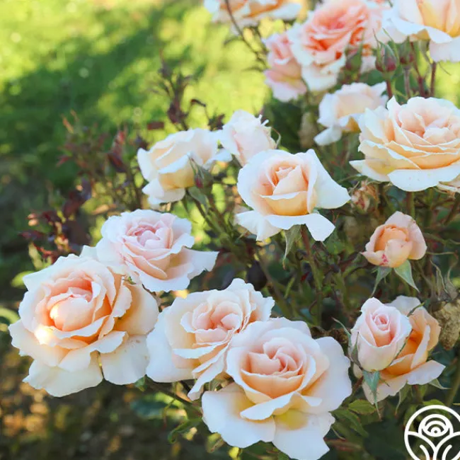 Special Occasion>Heirloom Roses Outlet