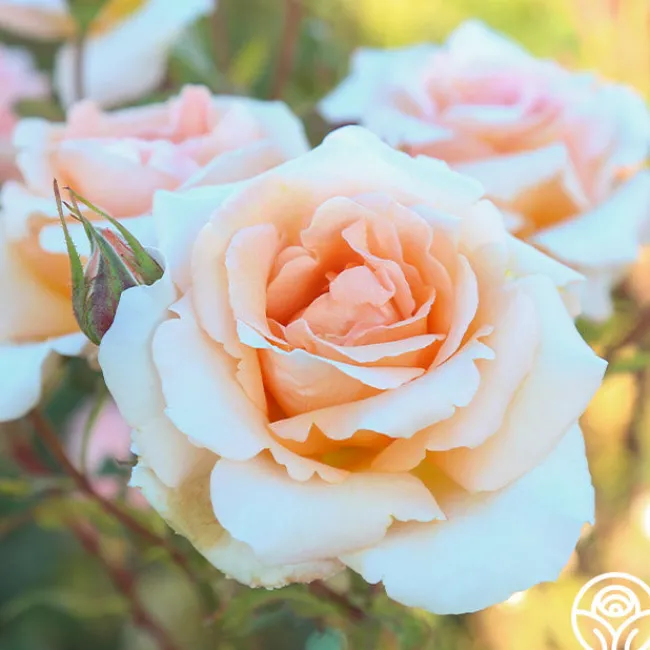 Special Occasion>Heirloom Roses Outlet