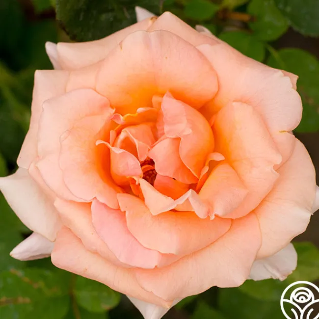 Special Occasion>Heirloom Roses Outlet