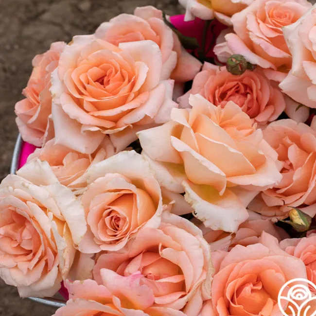 Special Occasion>Heirloom Roses Outlet