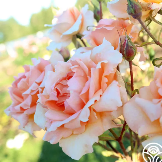 Special Occasion>Heirloom Roses Outlet