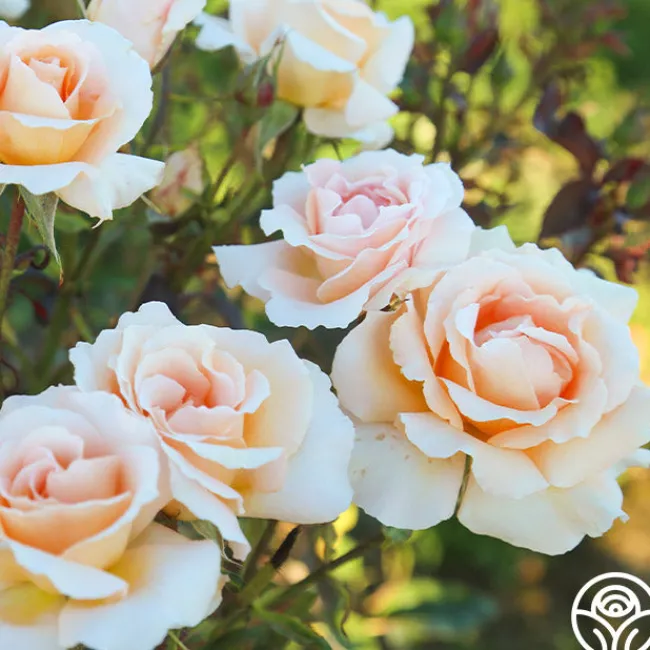 Special Occasion>Heirloom Roses Outlet