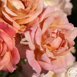Spiced Coffee™>Heirloom Roses Sale