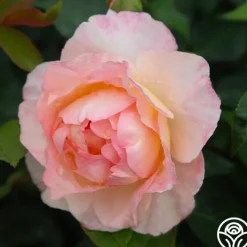 Spiced Coffee™>Heirloom Roses Sale