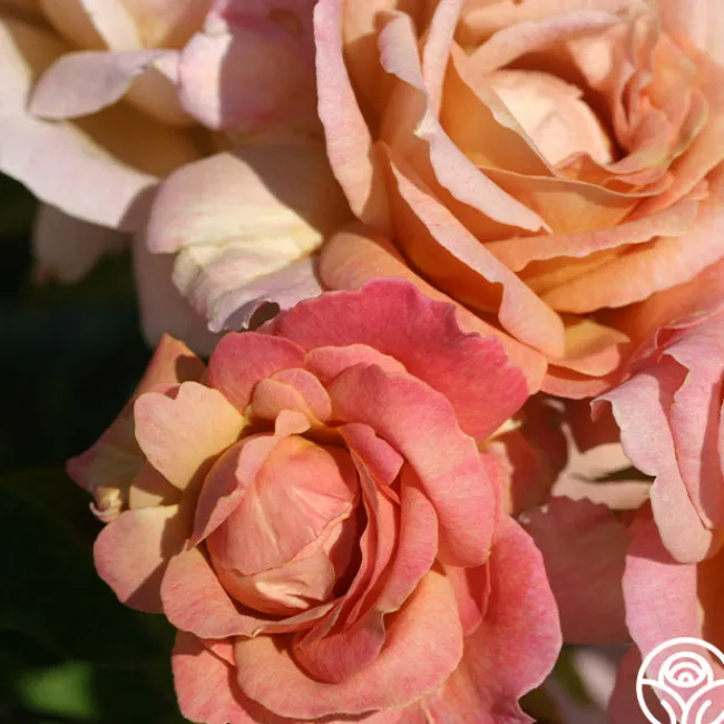Spiced Coffee™>Heirloom Roses Sale