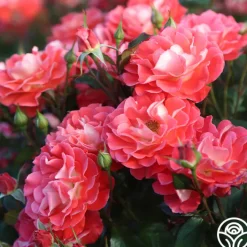Spirit Abundance™>Heirloom Roses Sale
