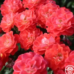Spirit Abundance™><noscript><img width=