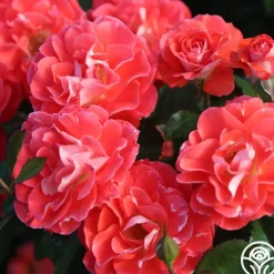 Spirit Abundance™><noscript><img width=