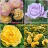 Spring Color Bouquet Collection>Heirloom Roses Online