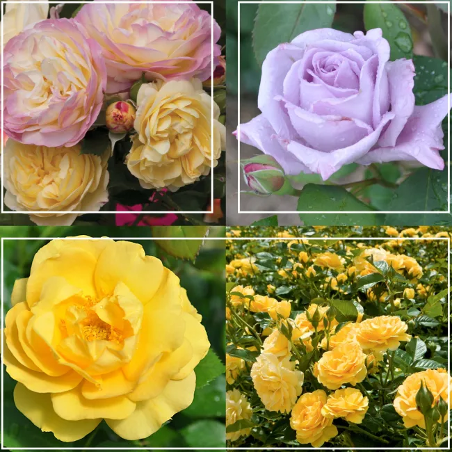 Spring Color Bouquet Collection>Heirloom Roses Online