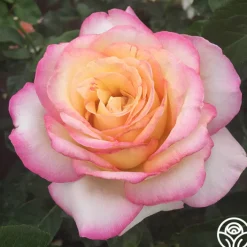Spring Color Bouquet Collection II><noscript><img width=