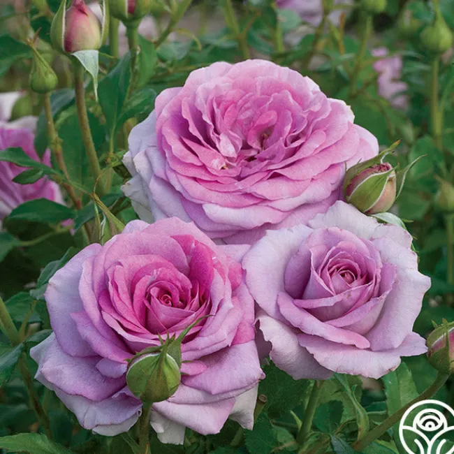 Spring Color Bouquet Collection II>Heirloom Roses Discount