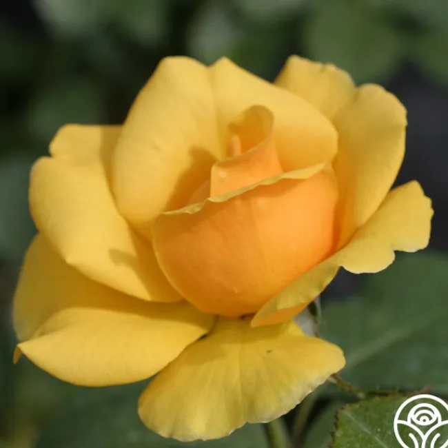 St. Christopher™>Heirloom Roses New