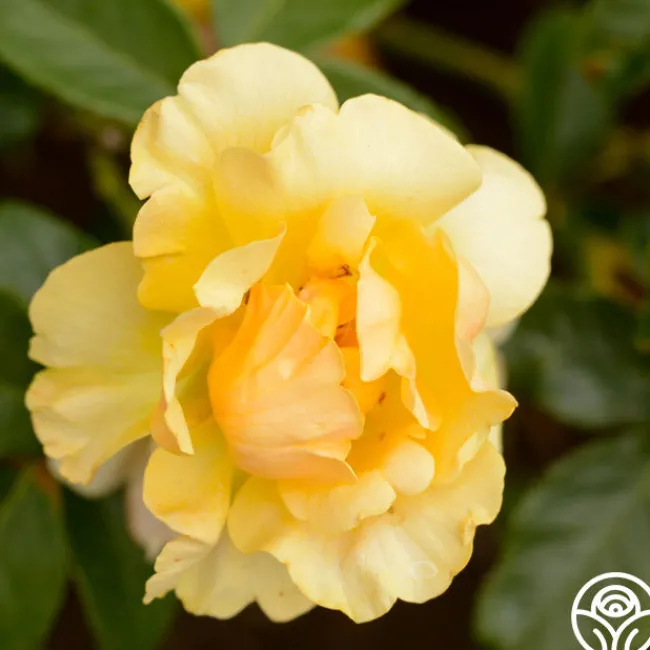 St. Christopher™>Heirloom Roses New