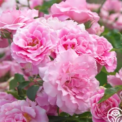 St. Elisabeth of Hungary>Heirloom Roses Discount