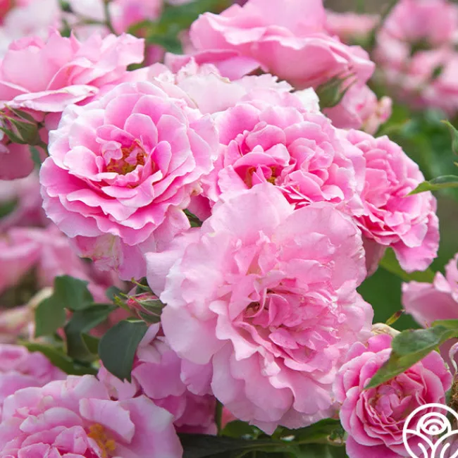 St. Elisabeth of Hungary>Heirloom Roses Discount