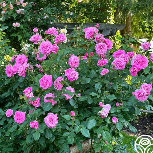 St. Elisabeth of Hungary>Heirloom Roses Discount