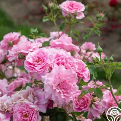 St. Elisabeth of Hungary><noscript><img width=