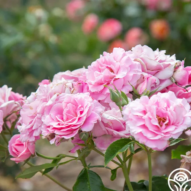 St. Elisabeth of Hungary>Heirloom Roses Discount