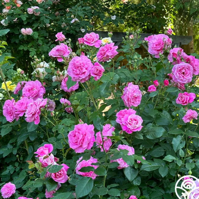 St. Elisabeth of Hungary>Heirloom Roses Discount