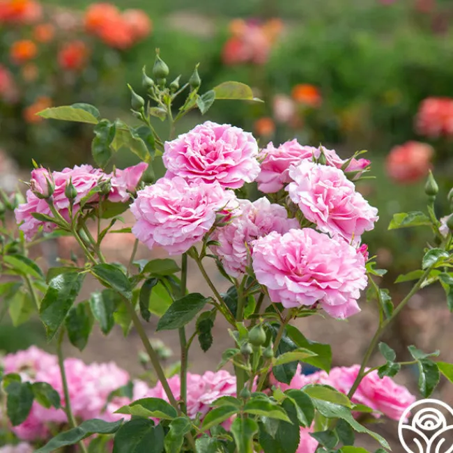 St. Elisabeth of Hungary>Heirloom Roses Discount