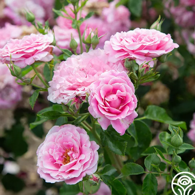 St. Elisabeth of Hungary>Heirloom Roses Discount