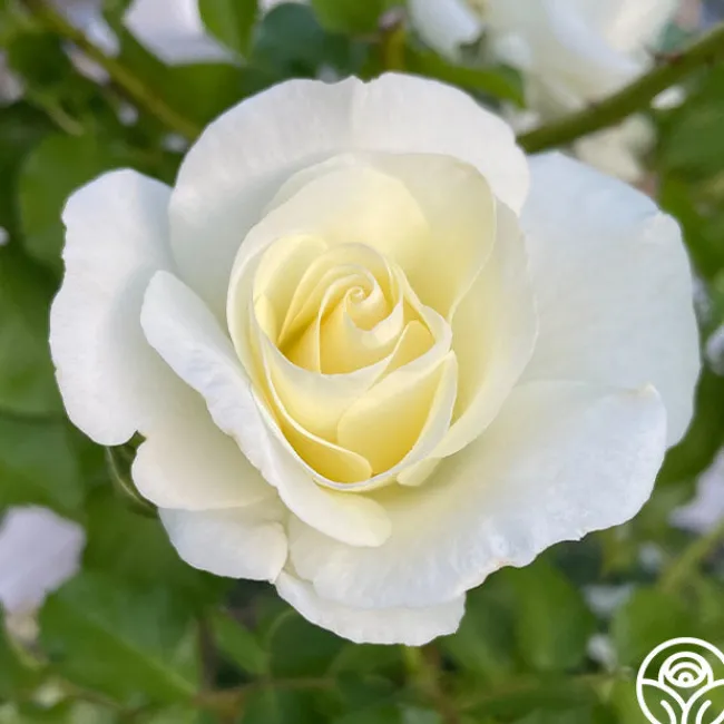St. John™>Heirloom Roses Best