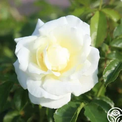 St. John™>Heirloom Roses Best