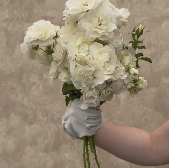 St. John™>Heirloom Roses Best