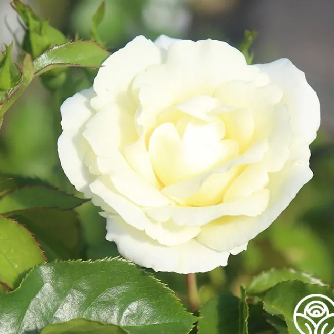 St. John™>Heirloom Roses Best