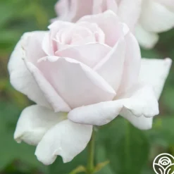 Stainless Steel™>Heirloom Roses New