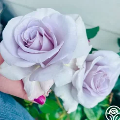 Stainless Steel™>Heirloom Roses New