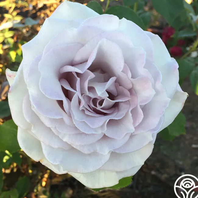 Stainless Steel™>Heirloom Roses New